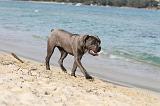 CANE CORSO 272